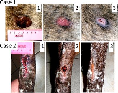 Dog tumor 2024 types